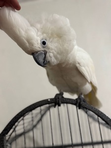 Какаду птенцы молодые выкормыши ручные