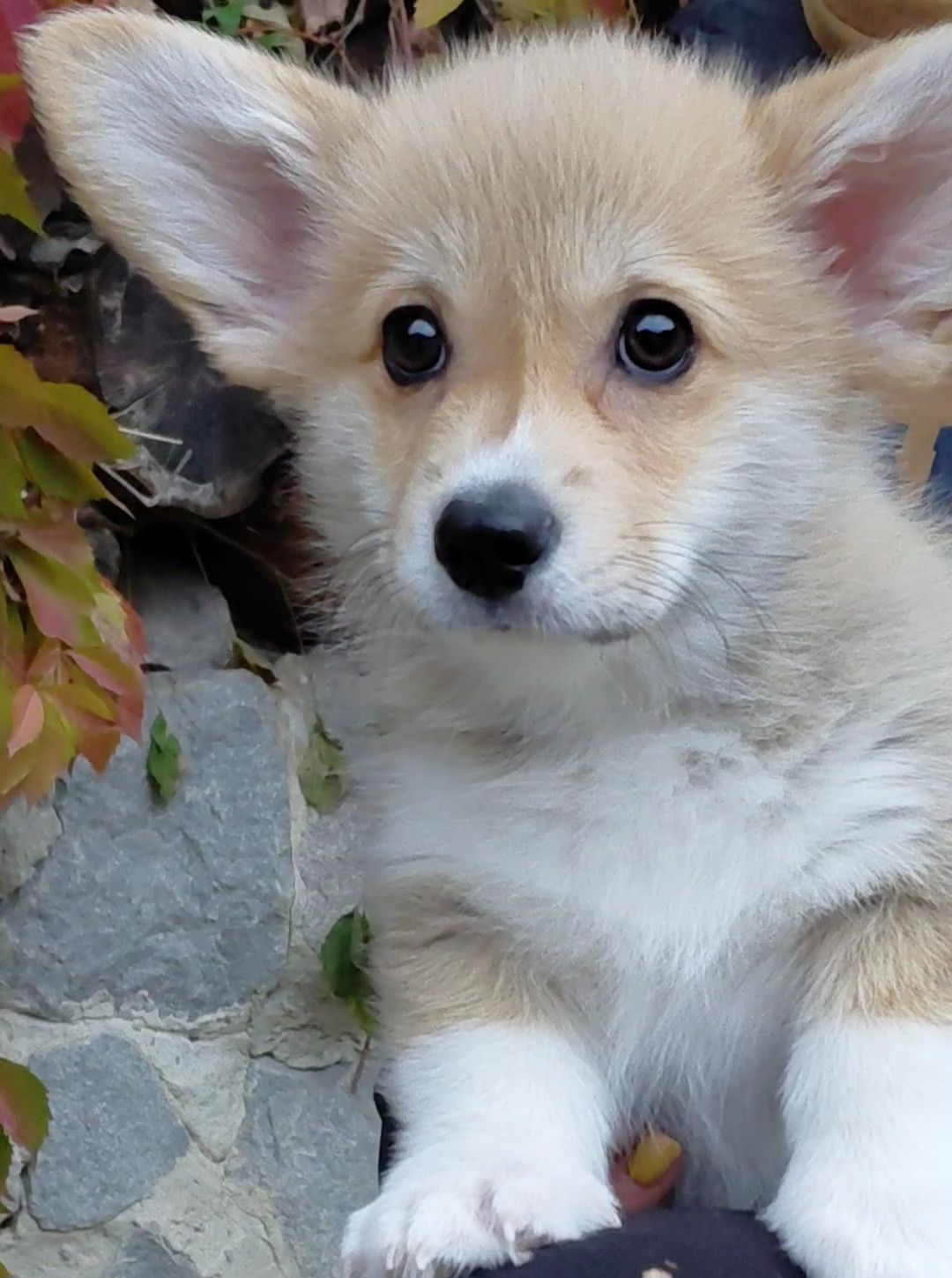 Дівчинка пемброк