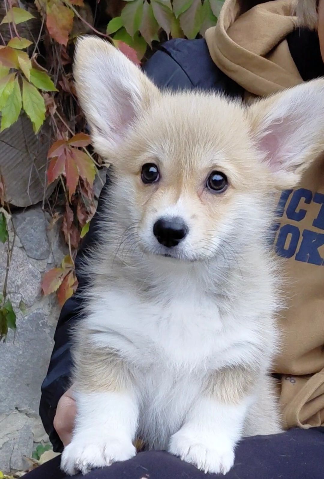 Дівчинка пемброк