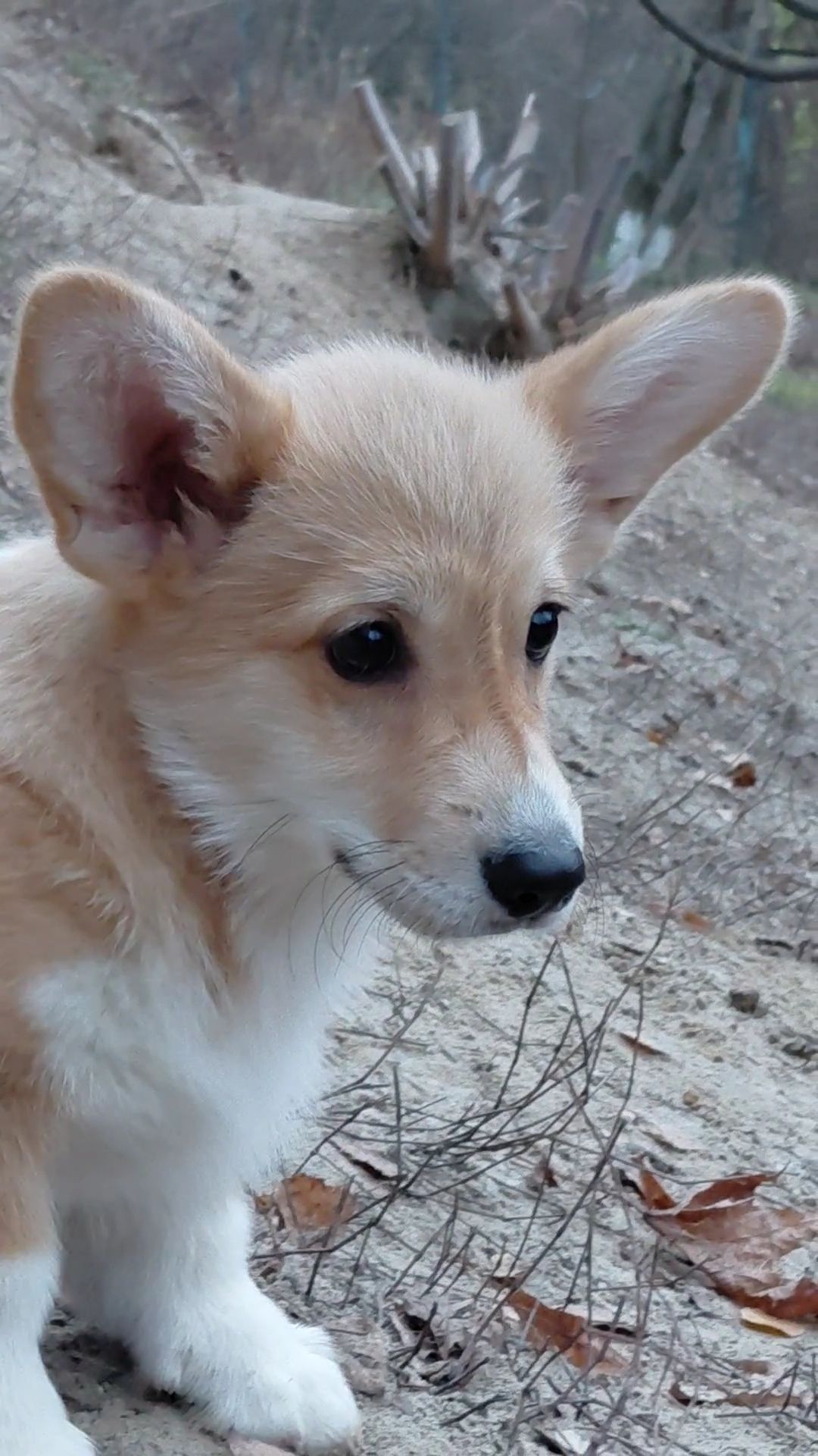 Дівчинка пемброк