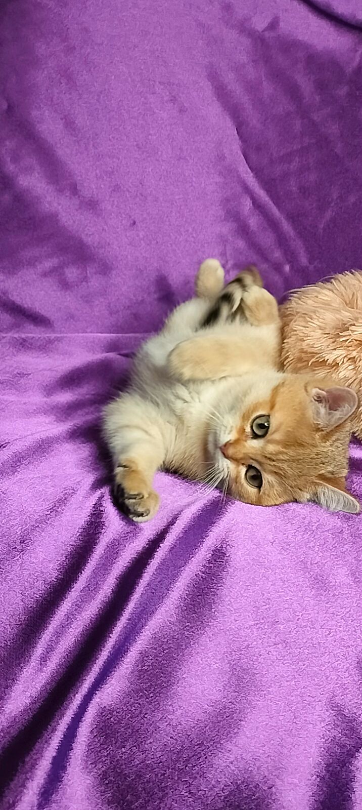 Шотландська Золота Шиншила