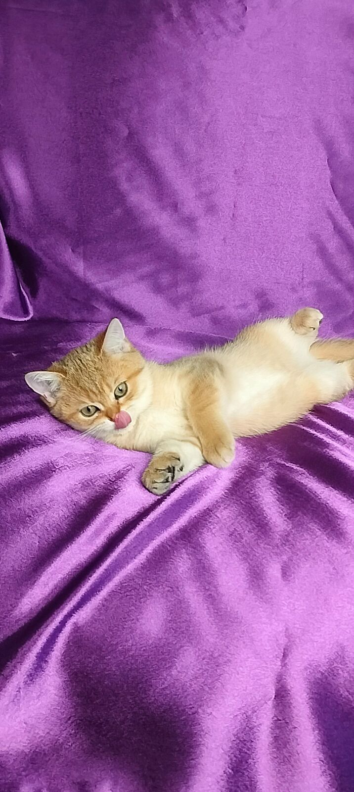 Шотландська Золота Шиншила