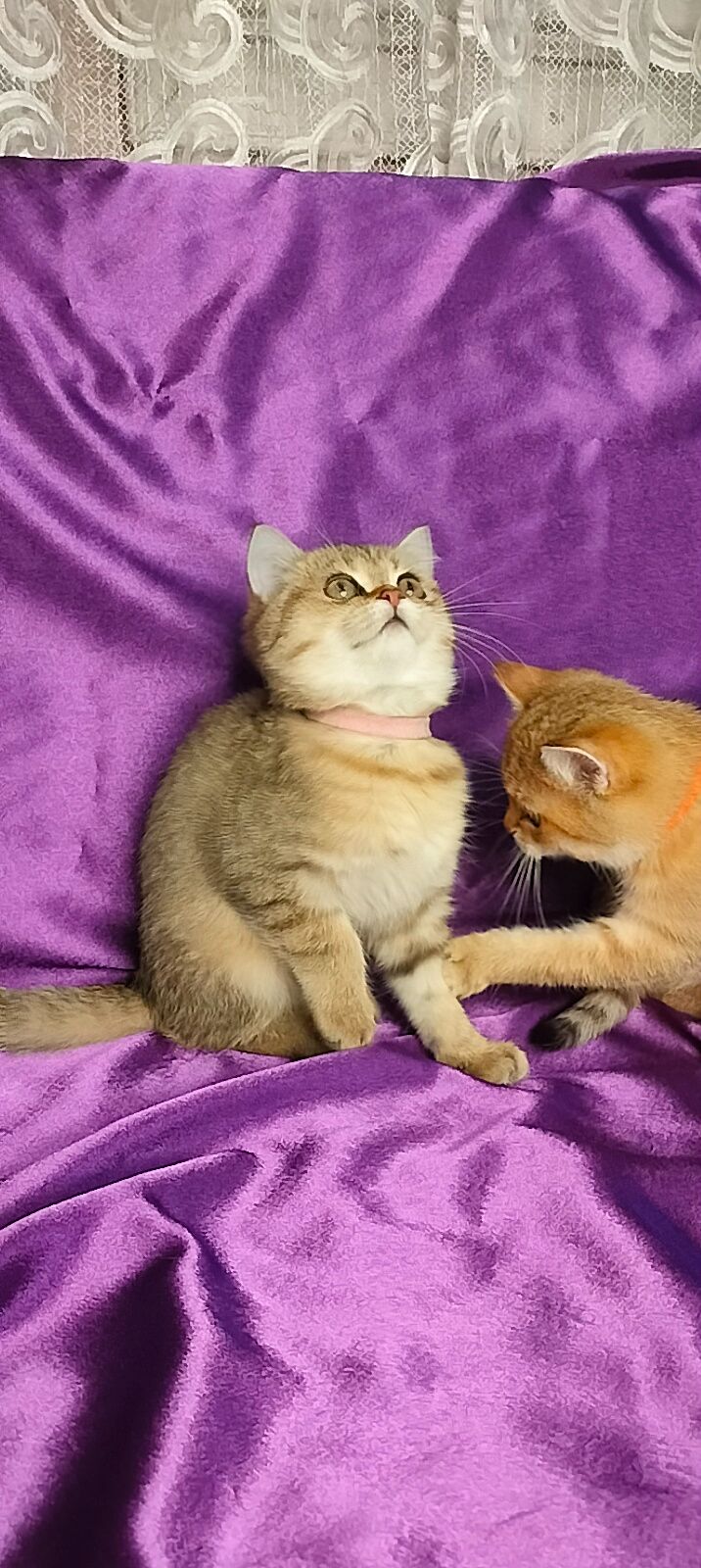 Шотландська Золота Шиншила