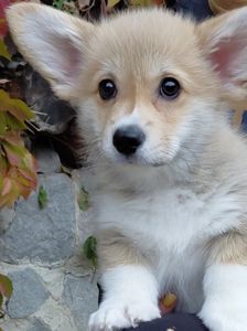 Дівчинка пемброк