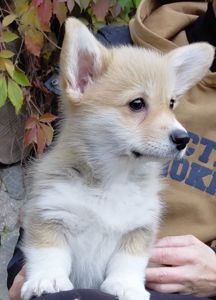 Дівчинка пемброк