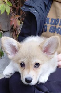 Дівчинка пемброк