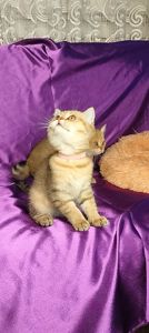 Шотландська Золота Шиншила