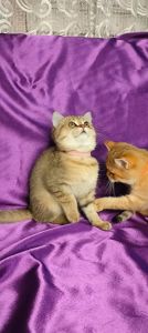 Шотландська Золота Шиншила