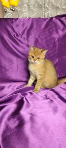 Шотландська Золота Шиншила