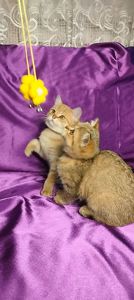 Шотландська Золота Шиншила