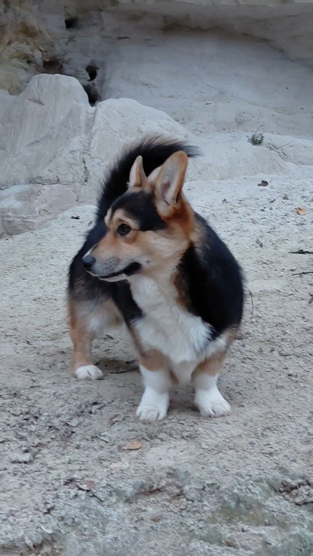 Хлопчик пемброк