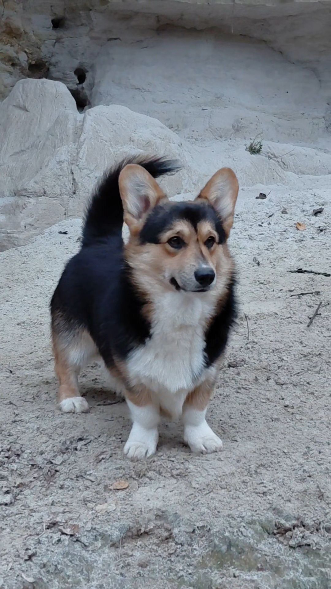 Хлопчик пемброк