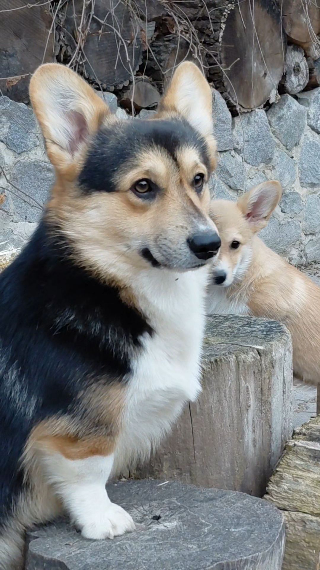 Хлопчик пемброк