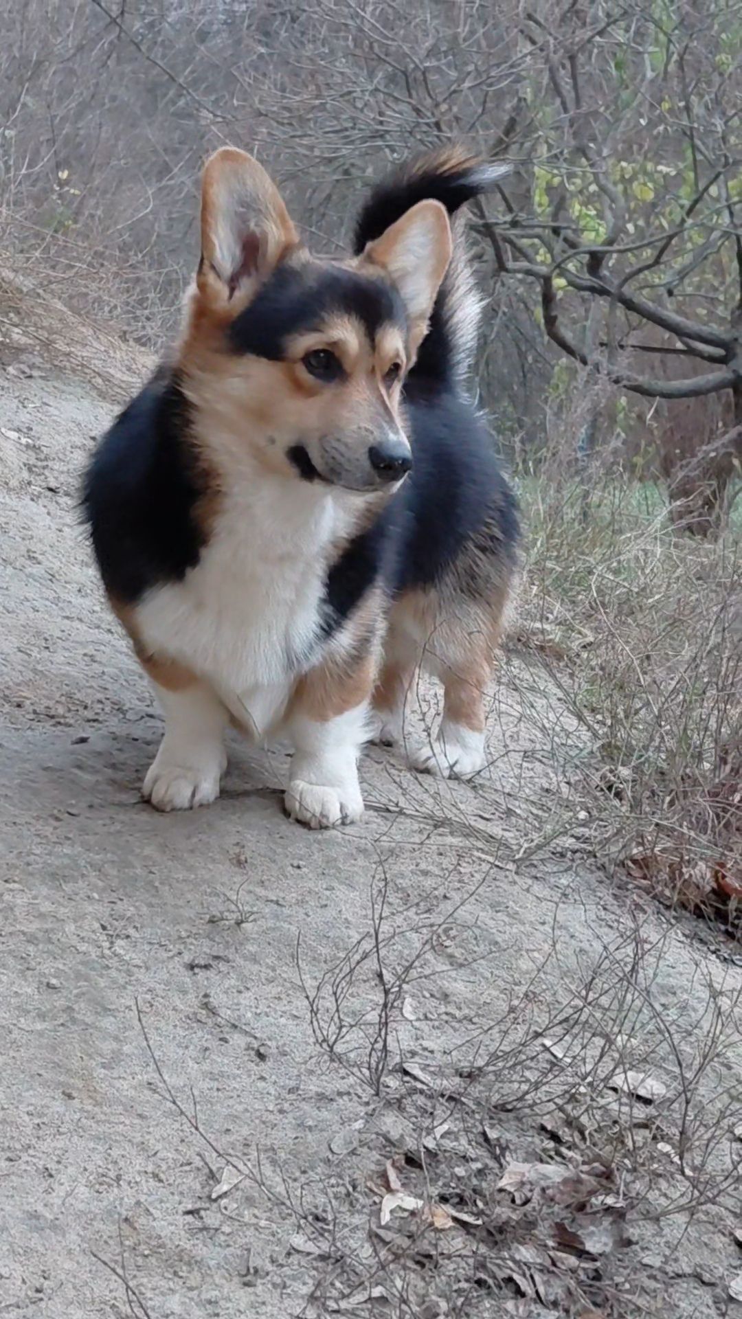 Хлопчик пемброк