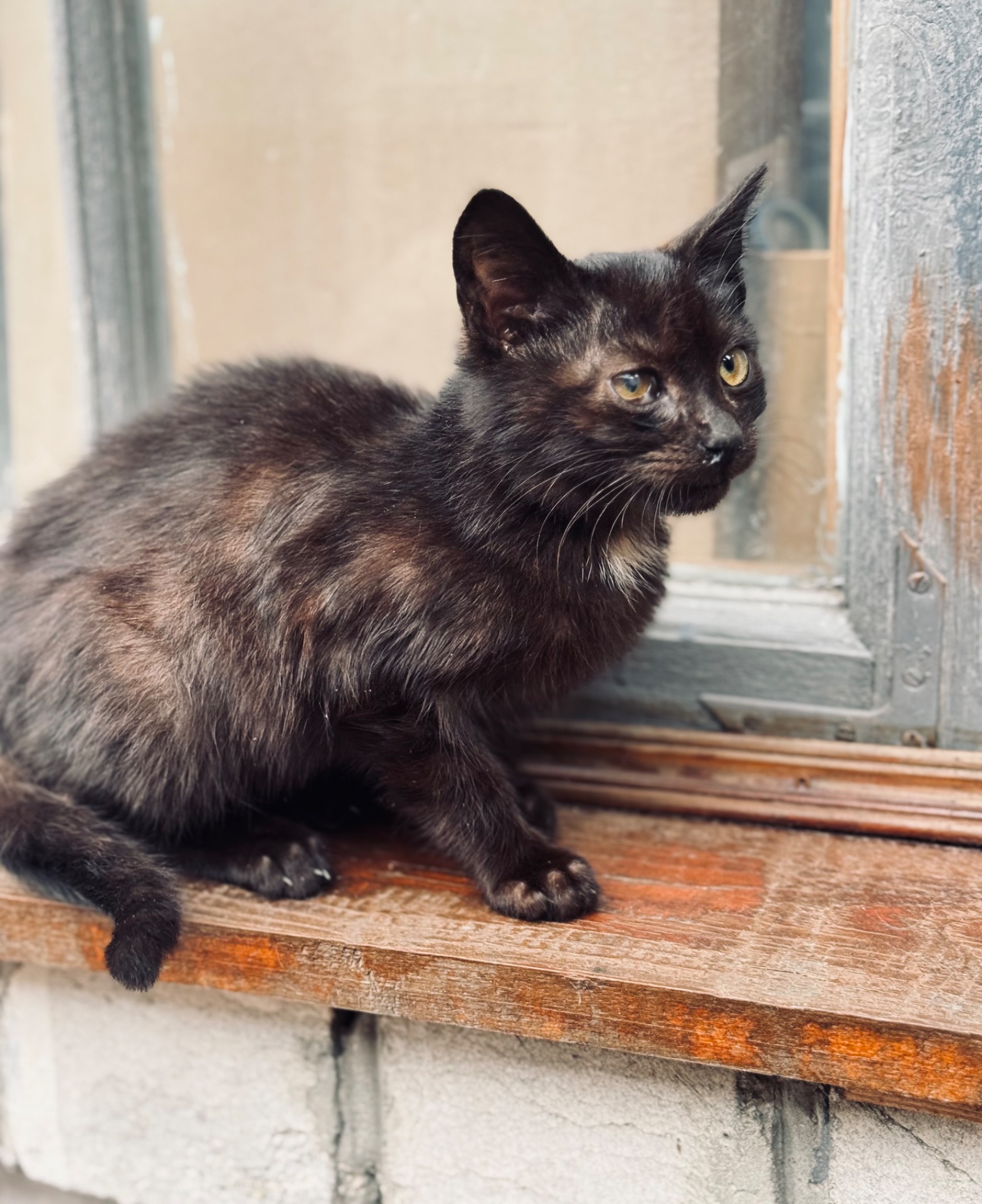 Маленьке кошеня хлопчик