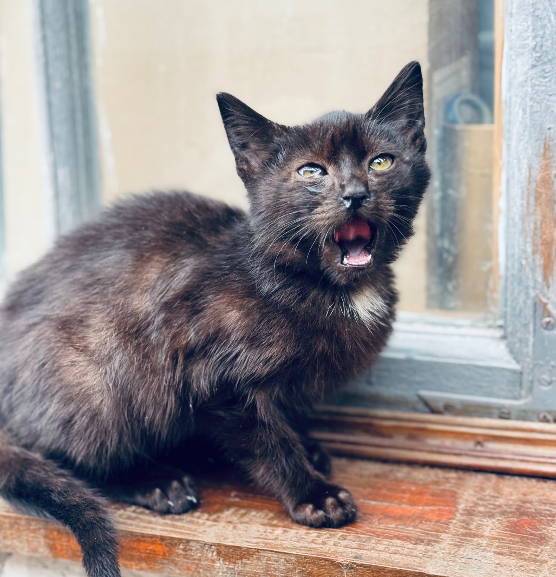 Маленьке кошеня хлопчик