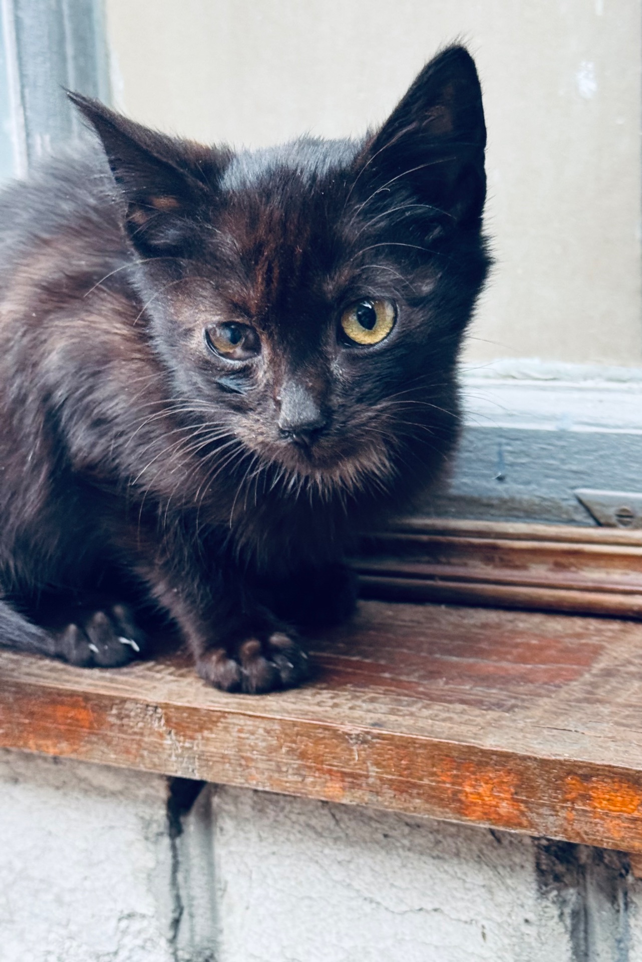 Маленьке кошеня хлопчик