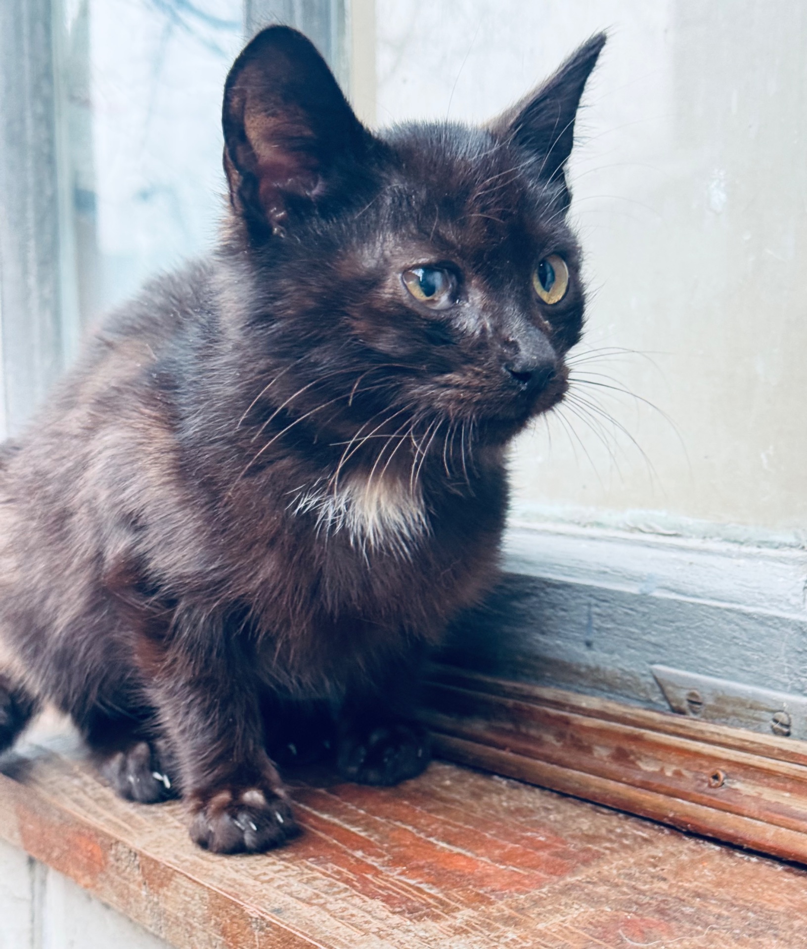 Маленьке кошеня хлопчик