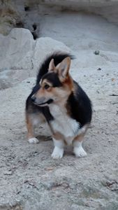 Хлопчик пемброк