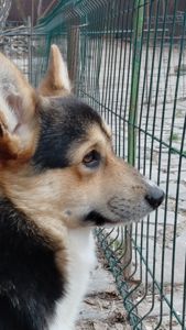 Хлопчик пемброк