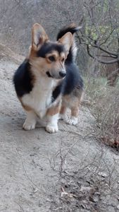 Хлопчик пемброк