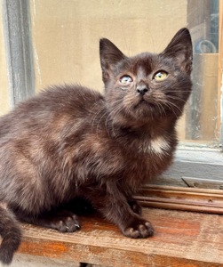 Маленьке кошеня хлопчик