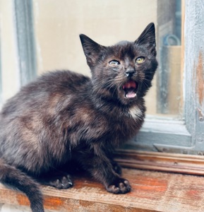 Маленьке кошеня хлопчик