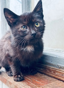 Маленьке кошеня хлопчик