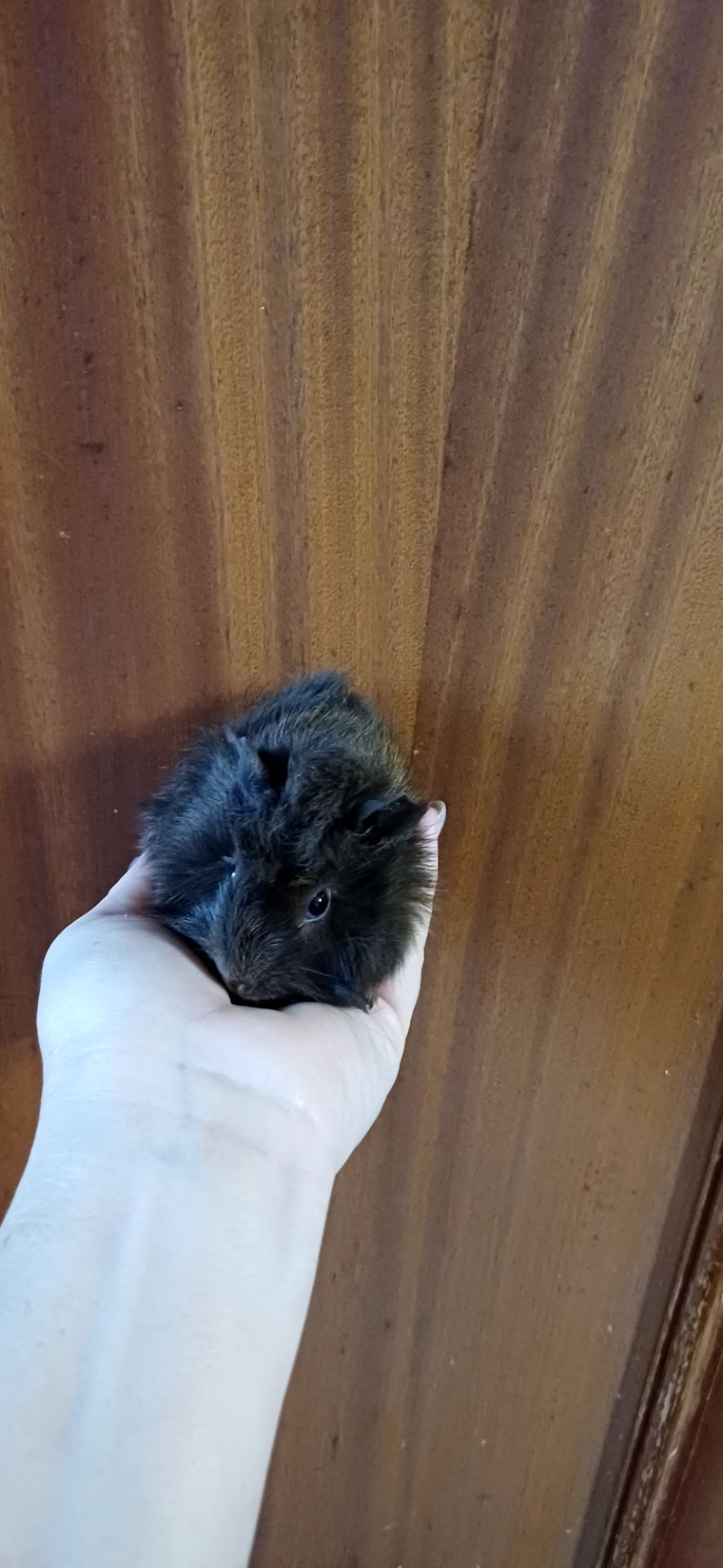 Морська свинка