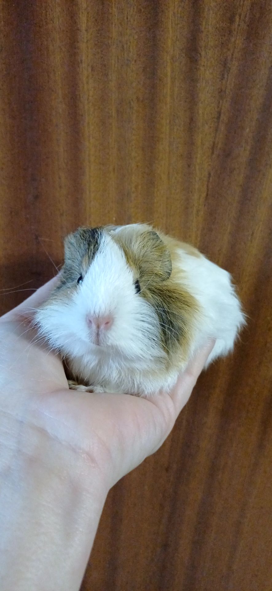 Морська свинка