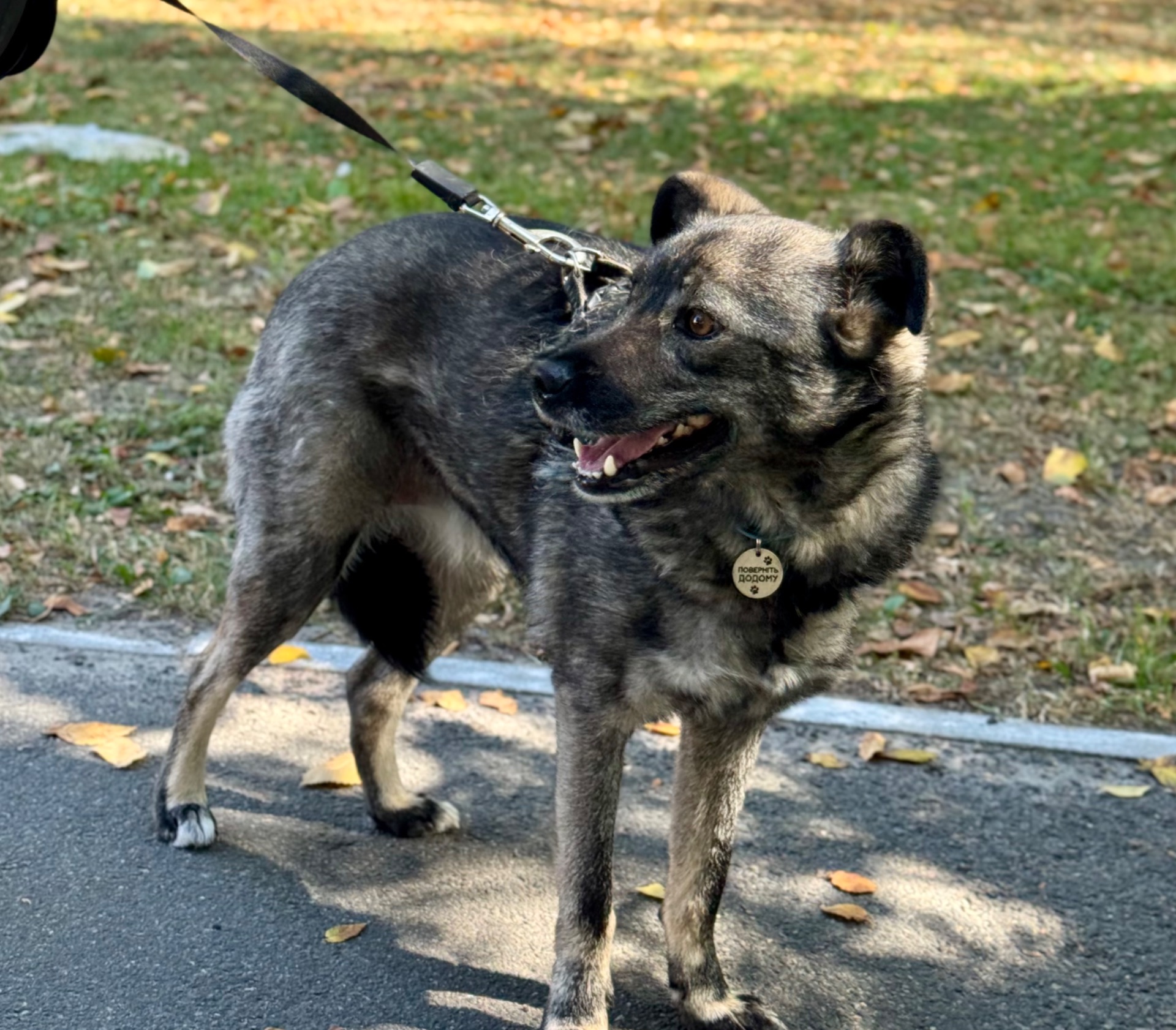 Собака для квартири до 15 кг