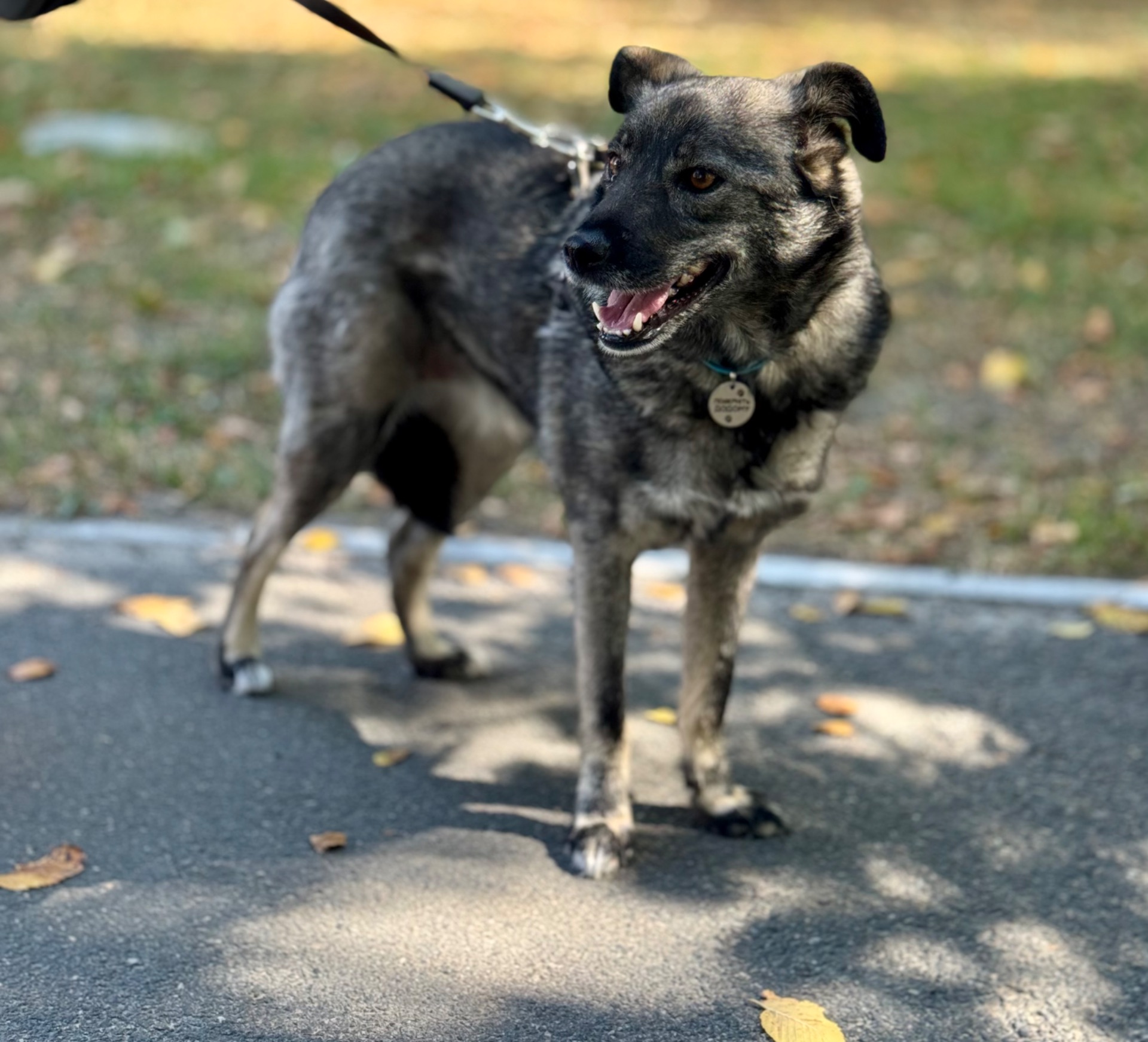 Собака для квартири до 15 кг