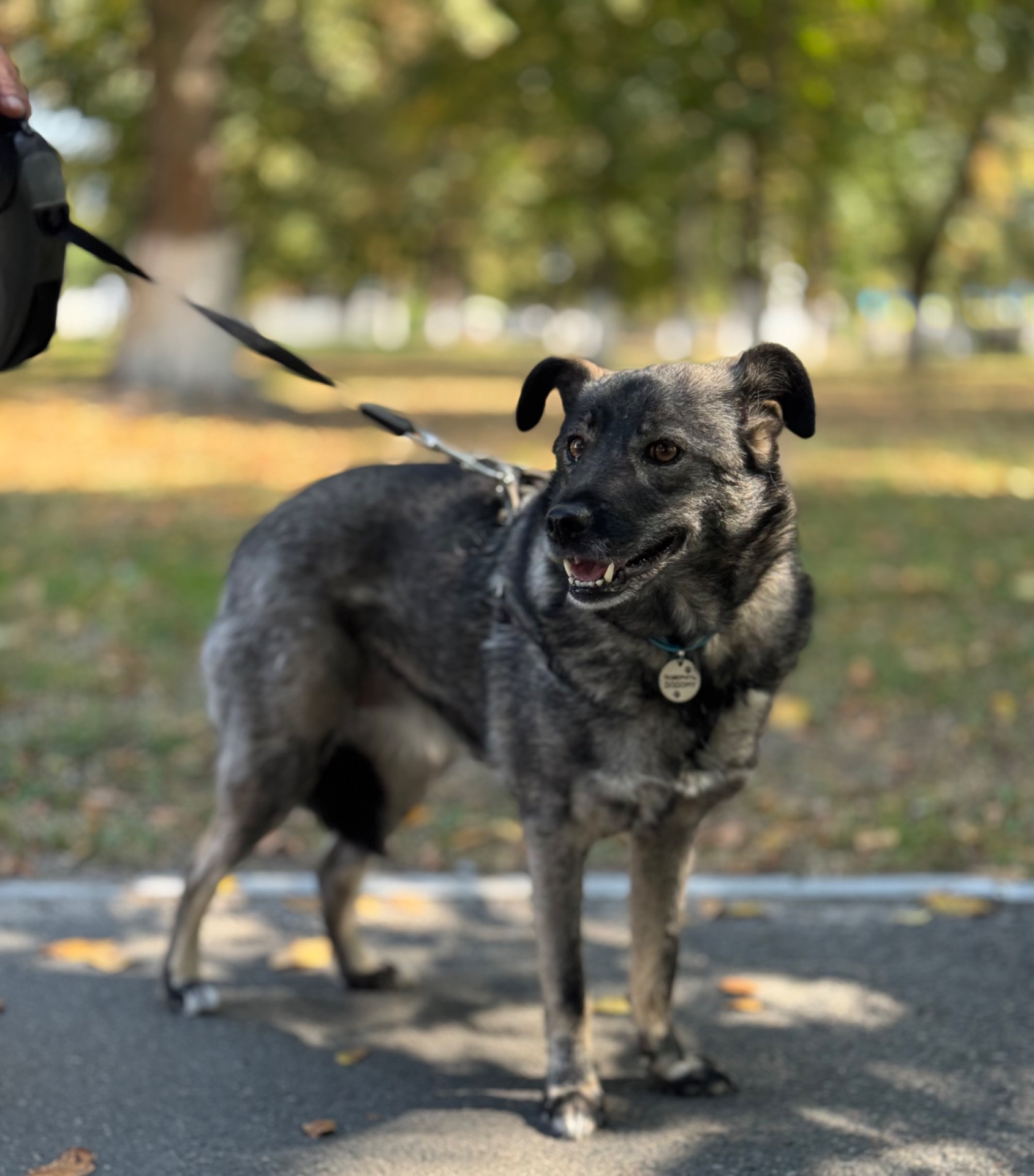 Собака для квартири до 15 кг