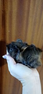 Морська свинка