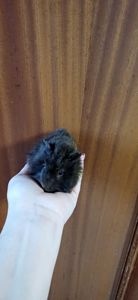 Морська свинка