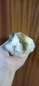 Морська свинка