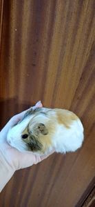 Морська свинка