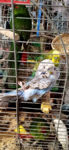 Волнистый попугай