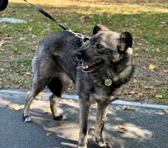 Собака для квартири до 15 кг