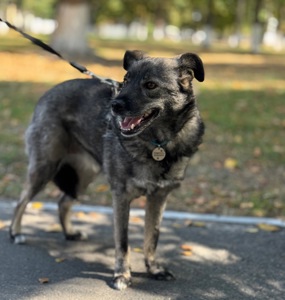 Собака для квартири до 15 кг