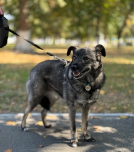 Собака для квартири до 15 кг