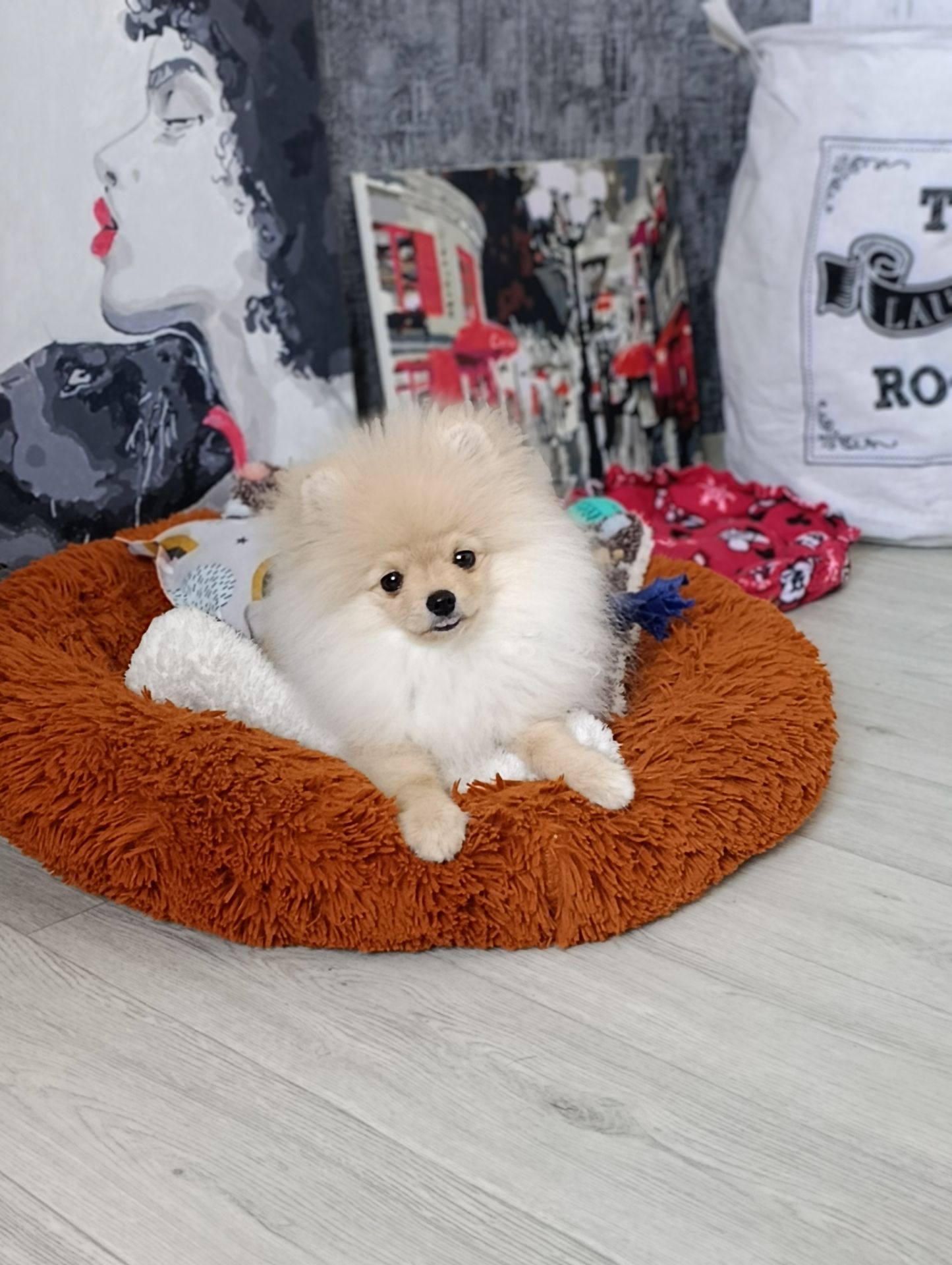 Цуценя померанского шпіца шукає свою люблячу родину