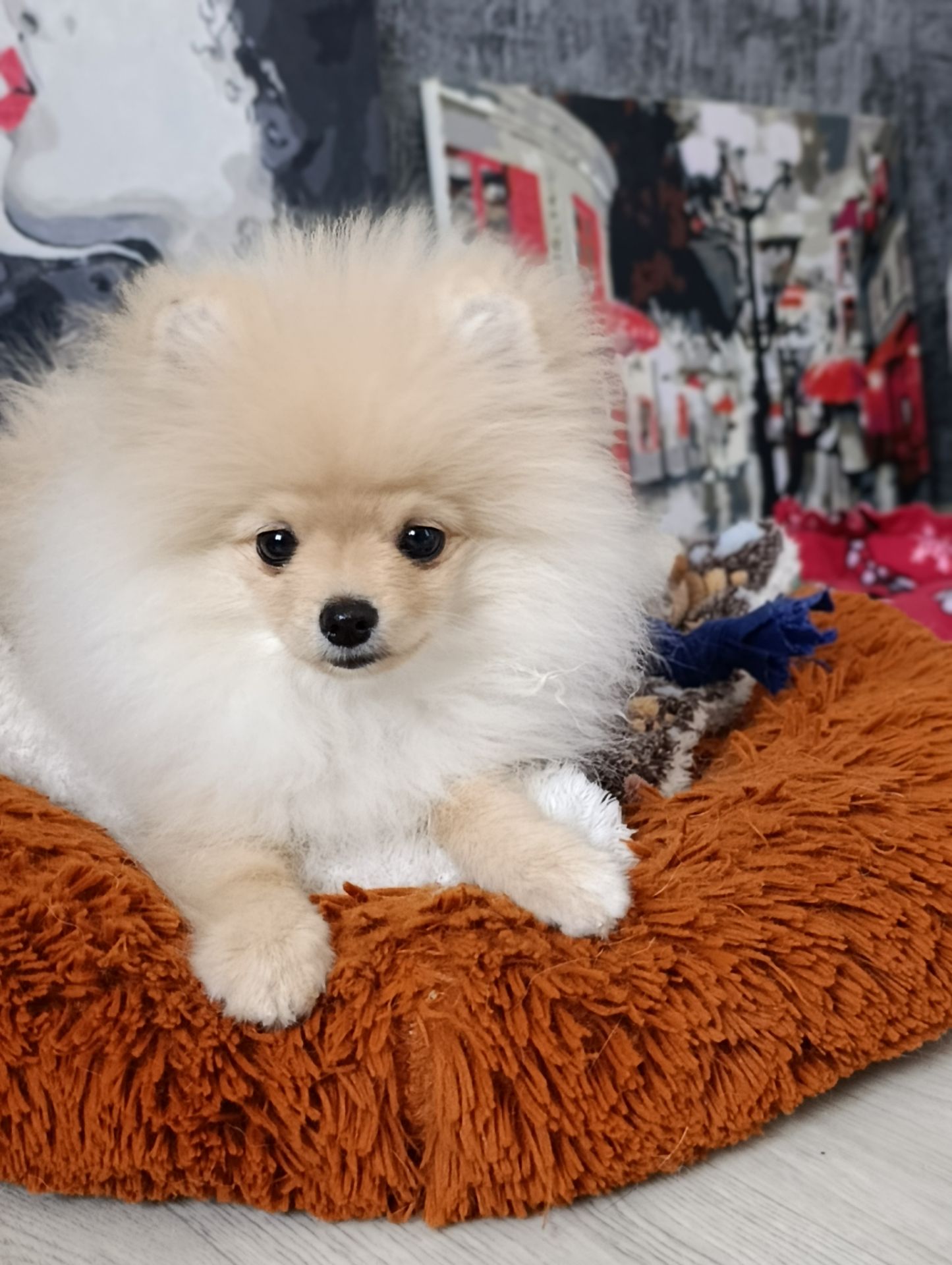 Цуценя померанского шпіца шукає свою люблячу родину