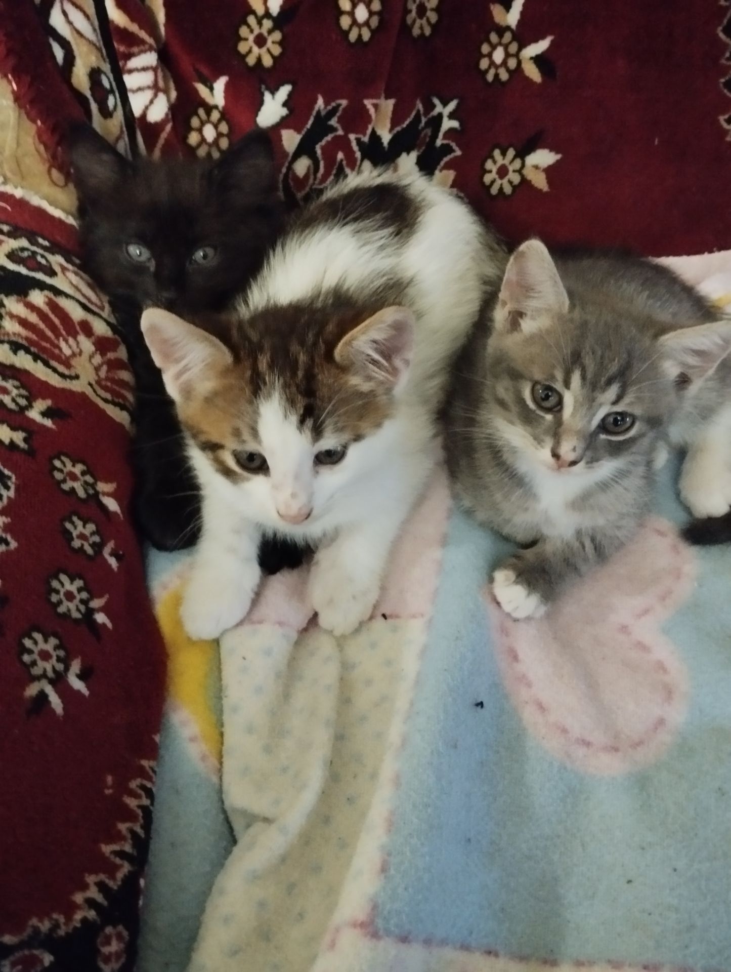 Без породи, просто красиві