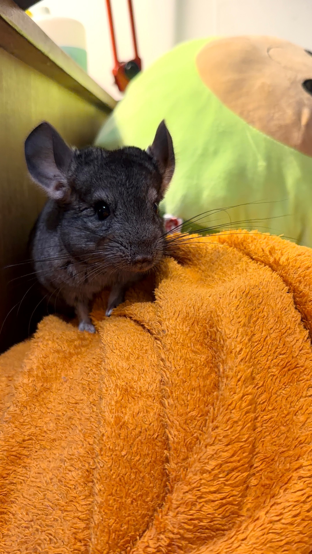 Шиншила стандарт, 2,5 місяців