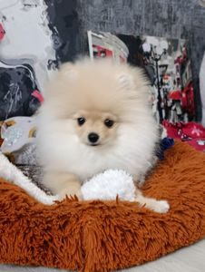 Цуценя померанского шпіца шукає свою люблячу родину