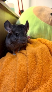 Шиншила стандарт, 2,5 місяців