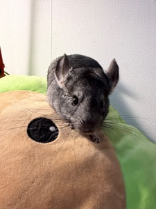 Шиншила стандарт, 2,5 місяців