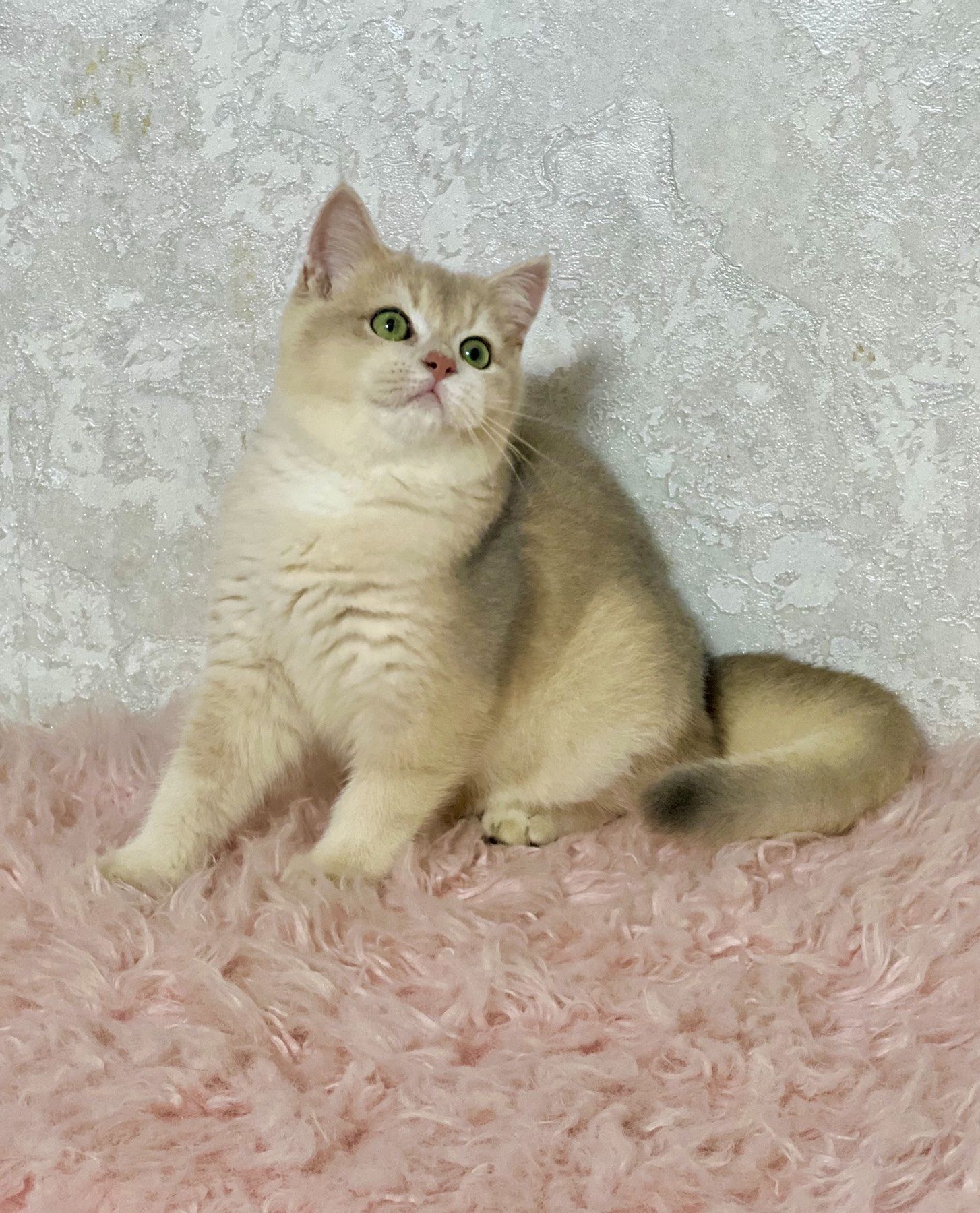 Британська золота шиншилла