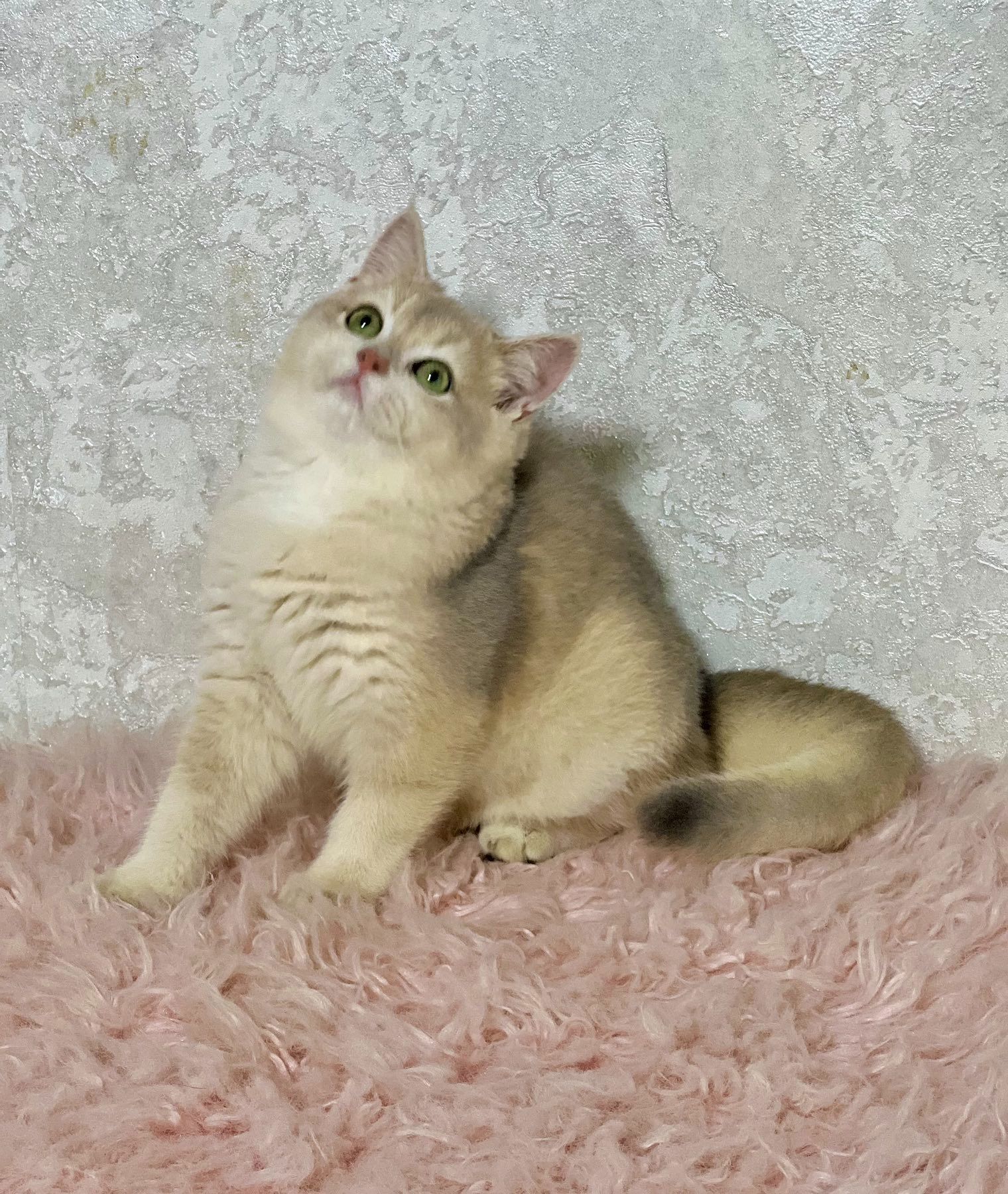 Британська золота шиншилла